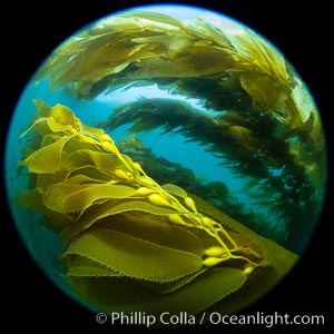 Giant Kelp Forest, West End Catalina Island, Macrocystis pyrifera