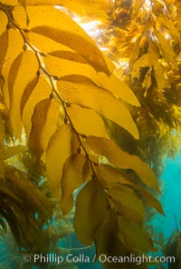 Giant kelp frond showing pneumatocysts. Small gas bladders -- pneumatocysts -- connect the kelp's stipes ("stems") to its blades ("leaves"). These bladders help elevate the kelp plant from the bottom, towards sunlight and the water's surface, Macrocystis pyrifera, Catalina Island
