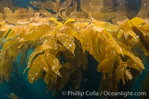 Giant kelp frond showing pneumatocysts. Small gas bladders -- pneumatocysts -- connect the kelp's stipes ("stems") to its blades ("leaves"). These bladders help elevate the kelp plant from the bottom, towards sunlight and the water's surface, Macrocystis pyrifera, Catalina Island