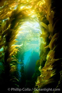 Kelp forest underwater at San Clemente Island. Giant kelp, the fastest plant on Earth, reaches from the rocky bottom to the ocean's surface like a terrestrial forest, Macrocystis pyrifera
