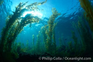 Kelp forest, sunlight filters through towering stands of giant kelp, underwater, Macrocystis pyrifera, Catalina Island