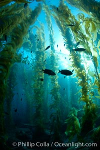 Kelp forest, sunlight filters through towering stands of giant kelp, underwater, Macrocystis pyrifera, Catalina Island