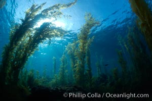 Kelp forest, sunlight filters through towering stands of giant kelp, underwater, Macrocystis pyrifera, Catalina Island