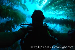 Self portrait, underwater swimming through kelp forest, Macrocystis pyrifera, Catalina Island