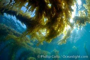 Kelp forest canopy, sunlight filters through giant kelp as it grows up from the sea floor and spread out on the ocean surface, underwater, Macrocystis pyrifera, Catalina Island
