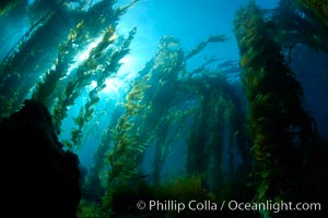 Kelp forest, sunlight filters through towering stands of giant kelp, underwater, Macrocystis pyrifera, Catalina Island