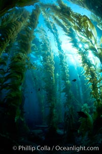 Kelp forest, sunlight filters through towering stands of giant kelp, underwater, Macrocystis pyrifera, Catalina Island