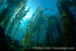 Kelp forest, sunlight filters through towering stands of giant kelp, underwater, Macrocystis pyrifera, Catalina Island