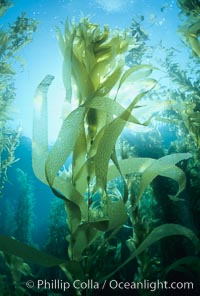 Kelp fronds, Macrocystis pyrifera, San Clemente Island