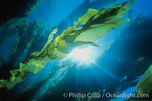 Kelp fronds and forest.