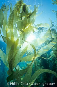 Image 01498, Kelp fronds. San Clemente Island, California, USA, Macrocystis pyrifera, Phillip Colla, all rights reserved worldwide. Keywords: air bladder, algae, blade, braendeltang, bubble, california, channel islands, environment, float, forest, frond, frond stipe pneumatocyst detail, gas, gedroogde kelp, giant kelp, habitat, harina de kelp, harina de la macroalga, kelp, kelp forest, landscape, leaf, macroalga marina, macrocystis, macrocystis pyrifera, marine, marine algae, marine plant, nature, ocean, oceans, outdoors, outside, pacific, pacific ocean, phaeophyceae, plant, pneumatocyst, pneumatocysts, reuzenkelp, san clemente island, sargazo gigante, scene, scenery, scenic, sea, sea grass, sea weed, seascape, seaweed, underwater, underwater landscape, usa, zeewier.