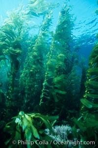 Kelp canopy. San Clemente Island, California, USA, Macrocystis pyrifera, natural history stock photograph, photo id 02118