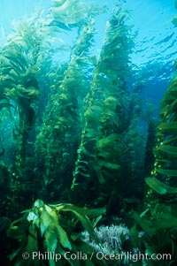 Kelp canopy, Macrocystis pyrifera, San Clemente Island