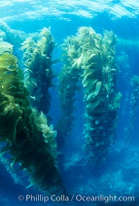 Kelp canopy, Macrocystis pyrifera, San Clemente Island