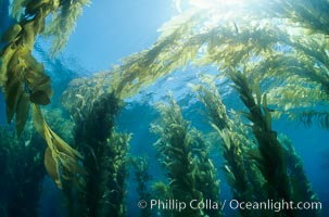 Kelp forest canopy, Macrocystis pyrifera, San Clemente Island