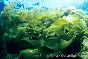 Kelp canopy, Macrocystis pyrifera, San Clemente Island