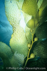 Kelp detail, Macrocystis pyrifera, San Clemente Island