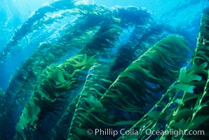 Kelp forest, Macrocystis pyrifera, San Clemente Island