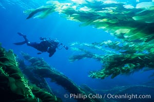 SCUBA diver amidst kelp forest, Macrocystis pyrifera, San Clemente Island