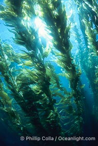 Kelp forest, Macrocystis pyrifera, San Clemente Island