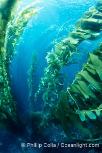 Kelp forest, Macrocystis pyrifera, San Clemente Island