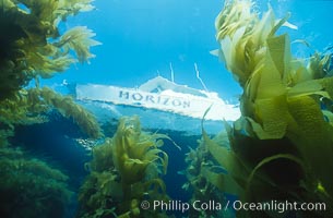 A boat anchored in a giant kelp forest