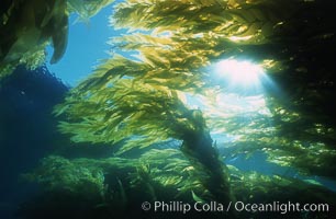Kelp forest San Clemente Island, Macrocystis pyrifera