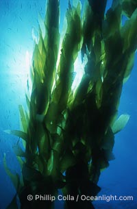 Kelp forest San Clemente Island, Macrocystis pyrifera