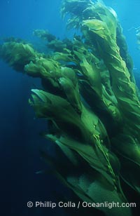Kelp forest San Clemente Island, Macrocystis pyrifera