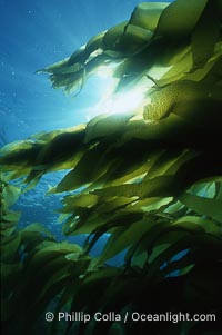 Kelp forest San Clemente Island, Macrocystis pyrifera
