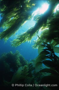 Kelp forest San Clemente Island, Macrocystis pyrifera