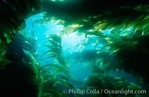 Kelp forest San Clemente Island, Macrocystis pyrifera