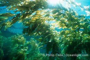 Kelp forest, Macrocystis pyrifera, San Clemente Island