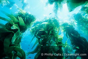 Kelp forest, Macrocystis pyrifera, San Clemente Island