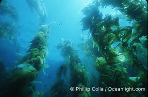 Kelp forest, Macrocystis pyrifera, San Clemente Island