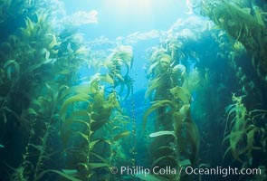 Kelp forest, Macrocystis pyrifera, San Clemente Island