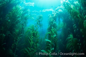 Kelp forest, Macrocystis pyrifera, San Clemente Island