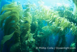 Kelp forest, Macrocystis pyrifera, San Clemente Island