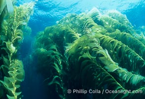 Kelp forest, Macrocystis pyrifera, San Clemente Island