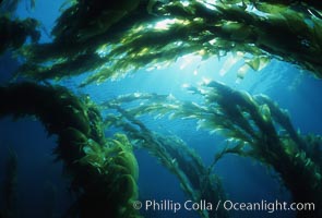 Kelp forest, Macrocystis pyrifera, San Clemente Island