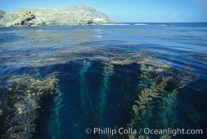 Giant kelp rises from the ocean depths toward sunlight and the surface.  San Clemente Island.