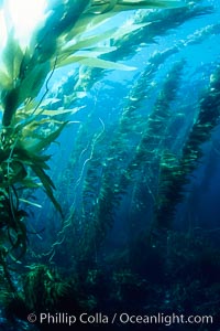 Kelp forest, Macrocystis pyrifera, San Clemente Island