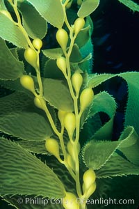 Kelp fronds, showing pneumatocysts (gas bladders), Macrocystis pyrifera, San Clemente Island