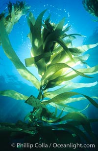 Kelp fronds backlit by the sun, Macrocystis pyrifera, San Clemente Island