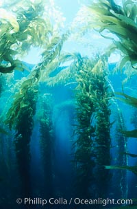 Kelp forest, Macrocystis pyrifera, San Clemente Island