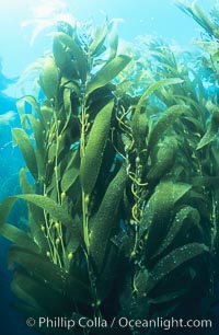 Kelp forest. San Clemente Island, California, USA, Macrocystis pyrifera, natural history stock photograph, photo id 19923
