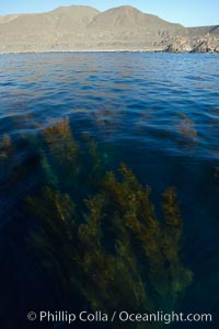 A forest of giant kelp, growing just below the ocean surface along the shores of San Clemente Island, Macrocystis pyrifera