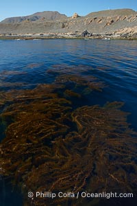 A forest of giant kelp, growing just below the ocean surface along the shores of San Clemente Island, Macrocystis pyrifera