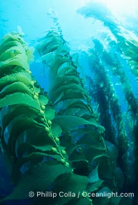 Kelp forest, Macrocystis pyrifera, San Clemente Island