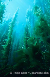 Kelp forest, Macrocystis pyrifera, San Clemente Island